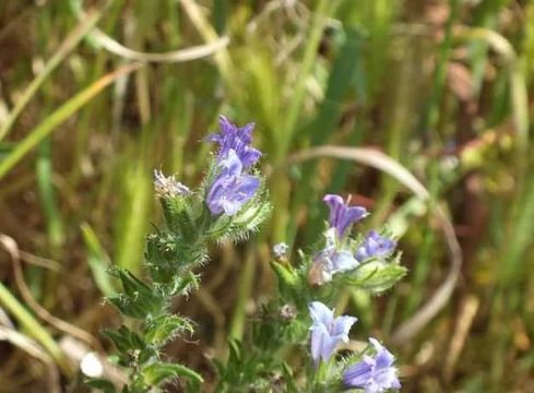 Echium arenarium Guss.的圖片