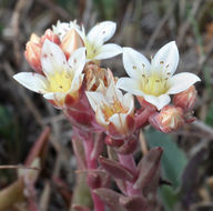 Image of Santa Cruz Island liveforever