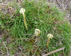 Image of Bracken