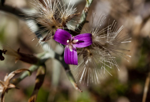 Image of thorn skeletonweed