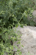 Image of Chisos Mountain brickellbush