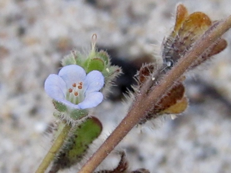 Imagem de Phacelia stellaris Brand