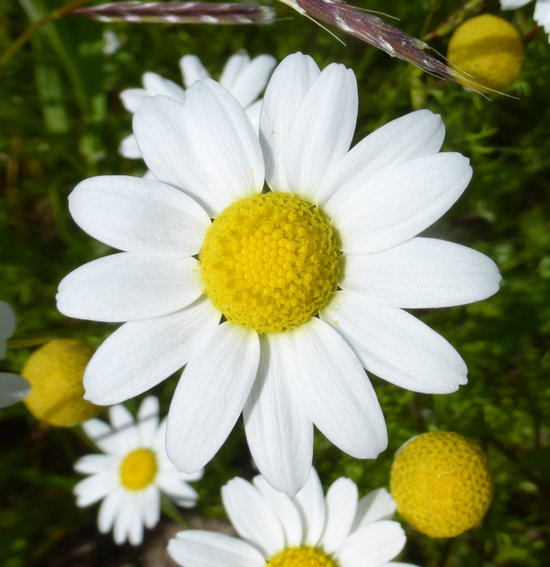 Image of stinking chamomile