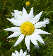 Image of stinking chamomile