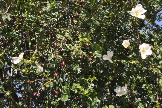 Image of dog rose