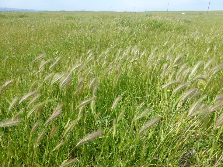 Image of hare barley