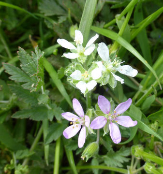 Слика од Erodium moschatum (L.) L'Her.