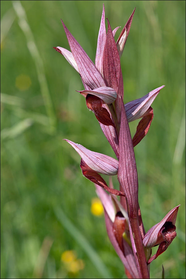 Image of Long-lipped Serapias