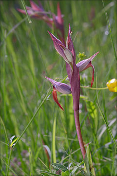 Serapias vomeracea (Burm. fil.) Briq.的圖片