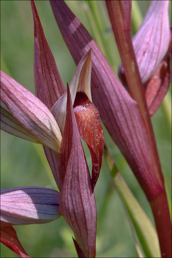 Image of Long-lipped Serapias