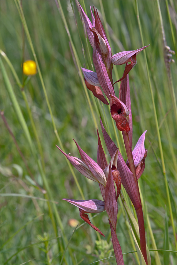 Image of Long-lipped Serapias