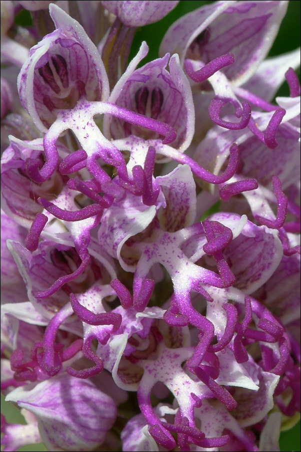 Orchis simia Lam.的圖片