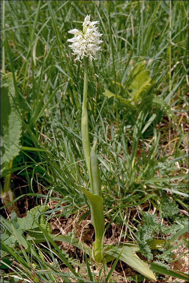 Orchis simia Lam.的圖片