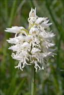 Orchis simia Lam.的圖片