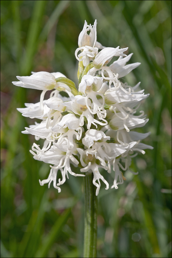 Orchis simia Lam.的圖片