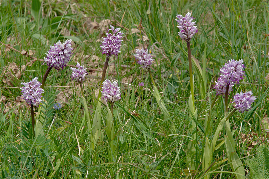 Orchis simia Lam.的圖片