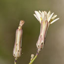 Image of <i>Lactuca intybacea</i>