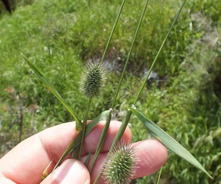 Image of Phleum echinatum Host