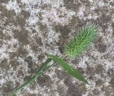 Image of Phleum echinatum Host