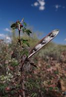 Imagem de Calliandra eriophylla Benth.