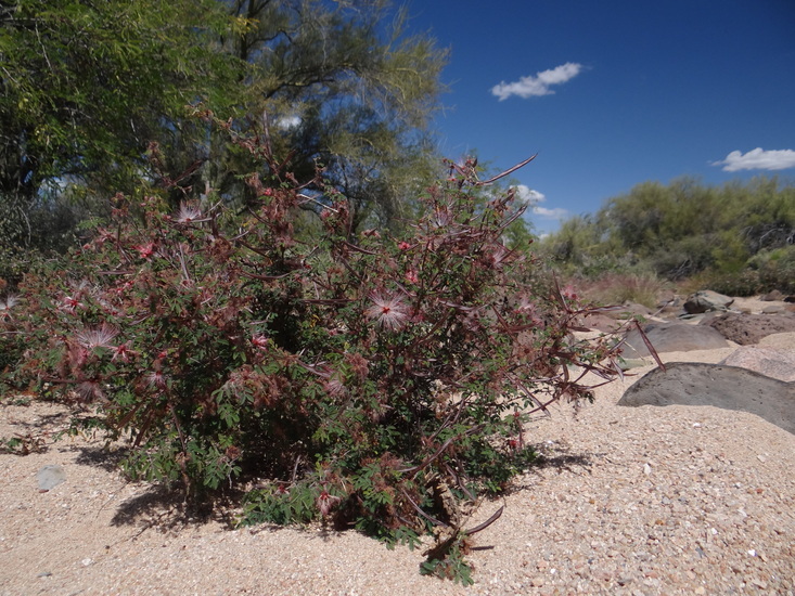 Imagem de Calliandra eriophylla Benth.