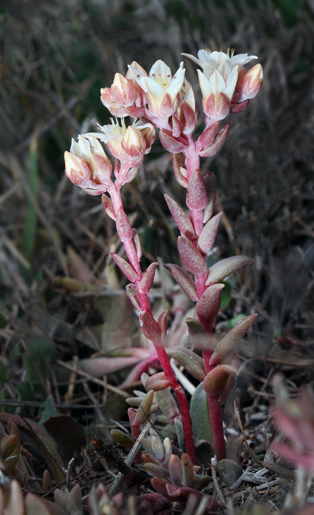 Image of Santa Cruz Island liveforever