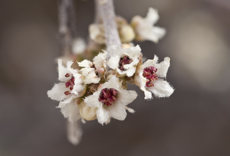 Rhus microphylla Engelm. resmi