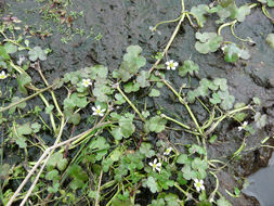 Image of Ranunculus omiophyllus Ten.