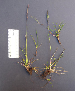 Image of red fescue