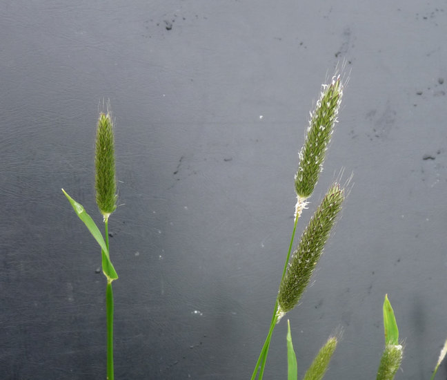 Image of meadow foxtail