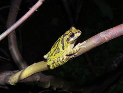 Image of Baudin's Treefrog