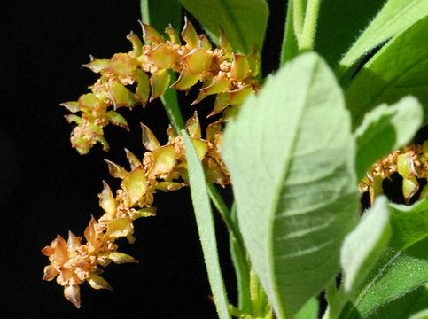 Image de Myrica hartwegii S. Wats.