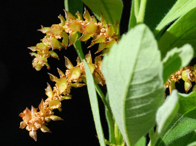 Myrica hartwegii S. Wats. resmi