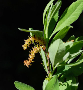 Image de Myrica hartwegii S. Wats.