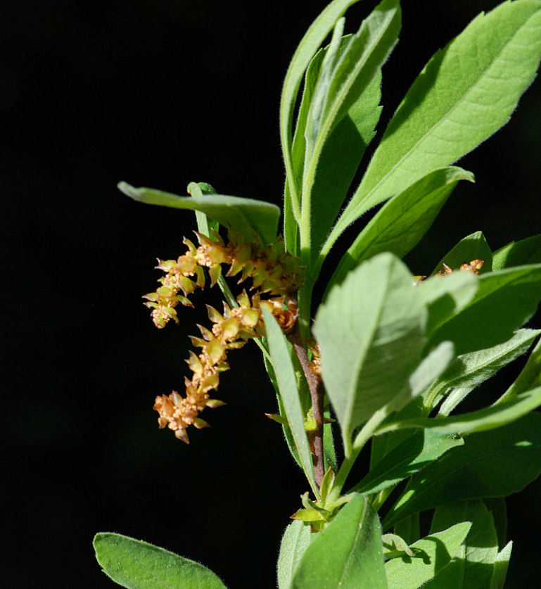 Myrica hartwegii S. Wats. resmi