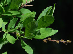 Myrica hartwegii S. Wats. resmi