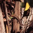 Image of Senegal Mabuya