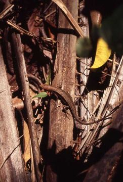 Image de Trachylepis affinis (Gray 1838)