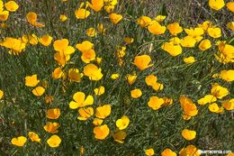 Image of tufted poppy