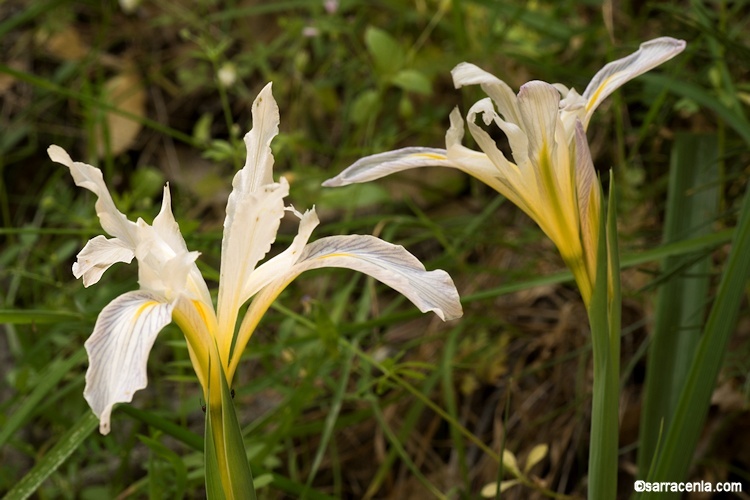 Image of bowltube iris