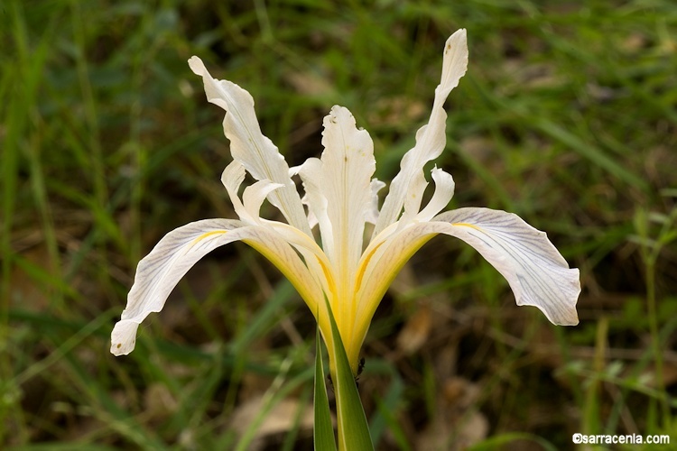 Image of bowltube iris