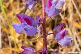 Image of spider lupine