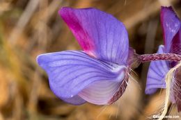 Image of spider lupine