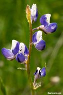 Image de Lupinus bicolor Lindl.