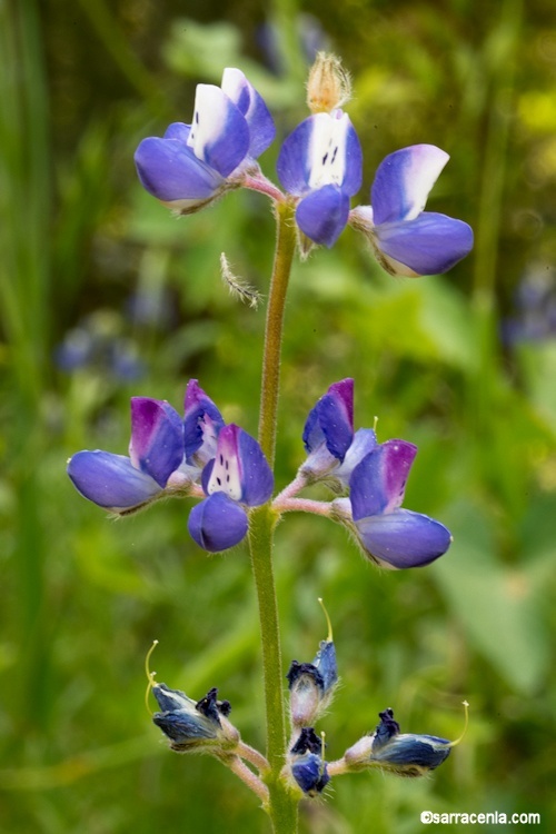 Image de Lupinus bicolor Lindl.