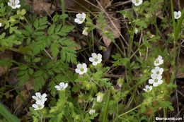 Imagem de Nemophila heterophylla Fisch. & C. A. Mey.