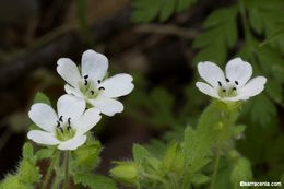 Imagem de Nemophila heterophylla Fisch. & C. A. Mey.