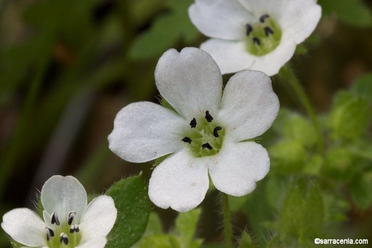 Imagem de Nemophila heterophylla Fisch. & C. A. Mey.