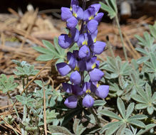 Image of Sierra lupine