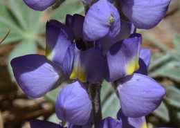 Image of Sierra lupine